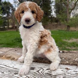 Marigold (Dark Purple) - Parti female Poodle puppy in Burwell, Nebraska from Petersen Poodles