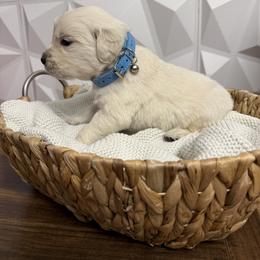 Blue collar - Light golden male Golden Retriever puppy in Radcliff, Kentucky from It’s A Golden Life