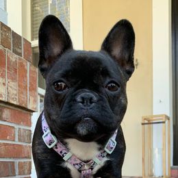 French Bulldog Puppies from Monarchy's Finest French Bulldogs