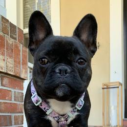 French Bulldog Puppies from Monarchy's Finest French Bulldogs