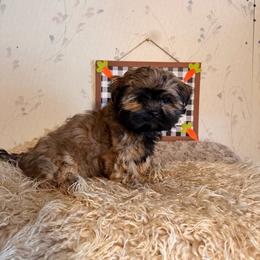 Will - Gold male Shih Tzu puppy in Hibbing, Minnesota from Iron Range Shih Tzu and Puppies