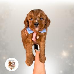 Felix - Red  male Goldendoodle puppy in Canton, Georgia from Teddy Puppies