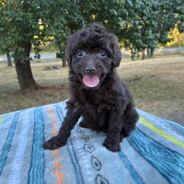 Wren F1B - Red female Aussiedoodle puppy in Oklahoma City, Oklahoma from Foneb Farm - The F1B Farm