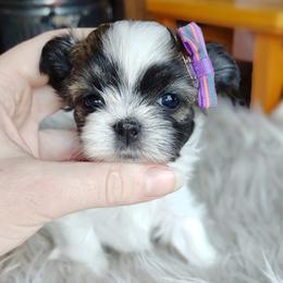 Companion Cross, Havanese, Mal-Shi, Maltese, Maltipoo, Morkie, and Shih Tzu Puppies from Seeking Shalom Acres Maltese, Maltipoos & Havamalts