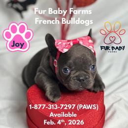 Joy - Tricolors female French Bulldog puppy in Michigan from Fur Baby Farms