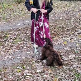 Cocker Spaniel Puppies from Top Notch Sporting Dogs