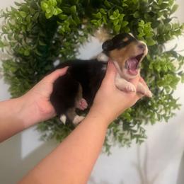 Angelica Pickles - Black white and tan female Collie puppy in Chilhowie, Virginia from Jolly Collies