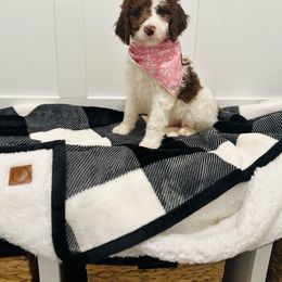 Purdy - Chocolate Labradoodle puppy in West Haven, Utah from Lucy’s Labradoodles