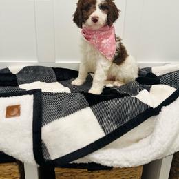 Purdy - Chocolate Labradoodle puppy in West Haven, Utah from Lucy’s Labradoodles