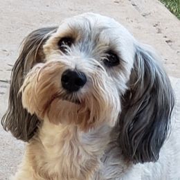 Havanese from TaLyn