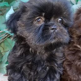 Shih Tzus and Yorkshire Terriers from Cotten's Yorkies & Shih Tzus