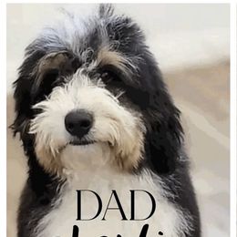 Charlie - Bernedoodle