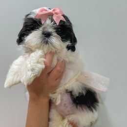 French Bulldog and Shih Tzu Puppies from Puppy Paper House