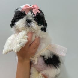 French Bulldog and Shih Tzu Puppies from Puppy Paper House