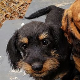 Dachshunds from OzO Dachshunds