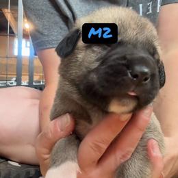 Male 2 - Fawn male Anatolian Shepherd Dog puppy in Daggett, Michigan from T&S Anatolians