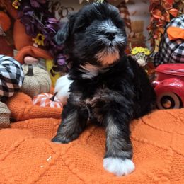 Gorg - Black and silver male Miniature Schnauzer puppy in Hertford, North Carolina from Little Bug Schnauzers
