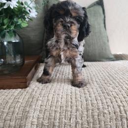 Cocker Spaniel Puppies from Sweetheart Cockers