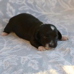Spook - Black and cream male Dachshund puppy in Guthrie, Kentucky from Triple T Dachshunds