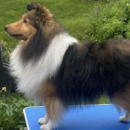 Shetland Sheepdogs from ELBERETH