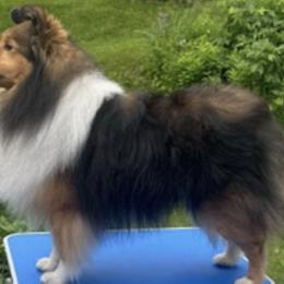 Shetland Sheepdogs from ELBERETH