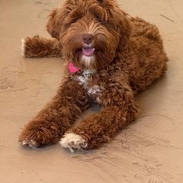 Junie B Jones - Australian Labradoodle