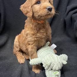 Goldendoodle Puppies from Lance Doodle Farm