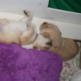 Golden Retriever Puppies from Darby Hill Goldens
