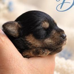 Hank - Black and silver male Miniature Schnauzer puppy in Hull, Georgia from Ardent Miniature Schnauzers of Athens