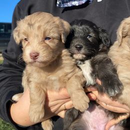 Aussiedoodles from Locust Creek Aussiedoodles