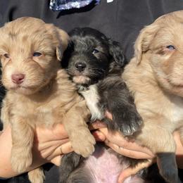 Aussiedoodles from Locust Creek Aussiedoodles