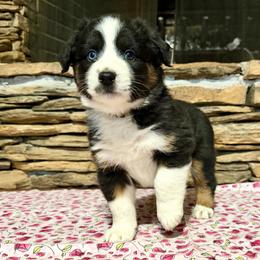 Electra - Black tri-color female Australian Shepherd puppy in Red Springs, North Carolina from Julia Rose Ranch