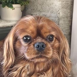 Kaiden - Cavalier King Charles Spaniel