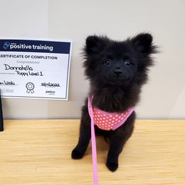 Pomeranian Puppies from KB Pom Pups