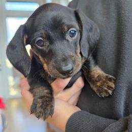 Cole - Black and tan male Dachshund puppy in Signal Mountain, Tennessee from Hot Diggity Doxens