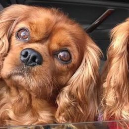 Cavalier King Charles Spaniels from Anita Barr's Cavalier King Charles Spaniels