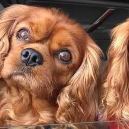 Cavalier King Charles Spaniels from Anita Barr's Cavalier King Charles Spaniels