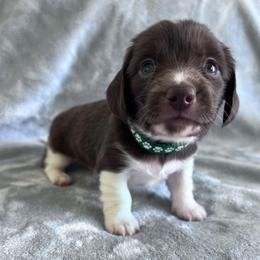 Aster - Piebald male Dachshund puppy in Ocala, Florida from Weenie Boops