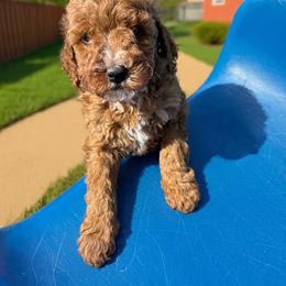 Chicago - Red  male Goldendoodle puppy in from Pink Poodles and Doodles