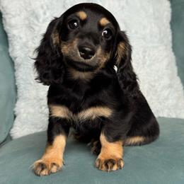 Knuckles AKC 3500 - Black and cream female Dachshund puppy in Krum, Texas from Tired Chef Dachshunds