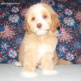 Oleander - Caramel male Australian Labradoodle puppy in Hackettstown, New Jersey from Sunny Heart Doodles