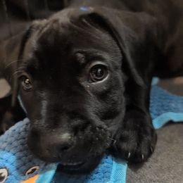 Blue collar - Black female Cane Corso puppy in Va Beach, Virginia from Guardian Corso's