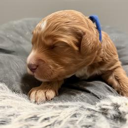 Astro - Apricot male Goldendoodle puppy in Twin Falls, Idaho from Magic Valley Family Doodles