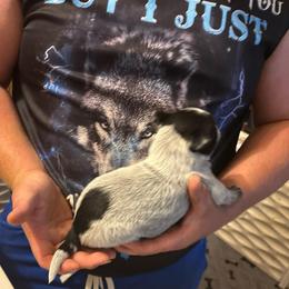 Girl 1 - Blue female Australian Cattle Dog puppy in Defuniak Springs, Florida from Blue Cypress Stock dogs