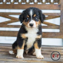 Hook - Black tri male Miniature Australian Shepherd puppy in Buna, Texas from R & C Kennels