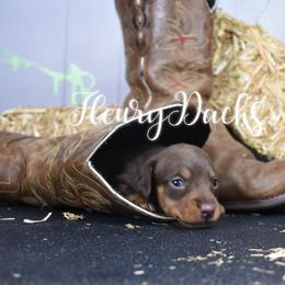 Dachshund Puppies from FleuryDachs