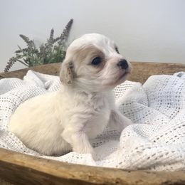 Reef - Blenheim male Cavapoo puppy in Knoxville, Tennessee from Dukes Forever Doodles