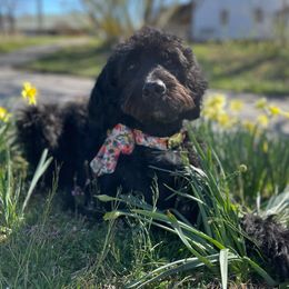 Tillie - Bernedoodle