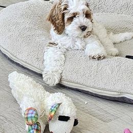 Cockapoo Puppies from Lulu's Cockapoos