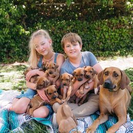 Rhodesian Ridgeback Puppies from Alta Ridgebacks